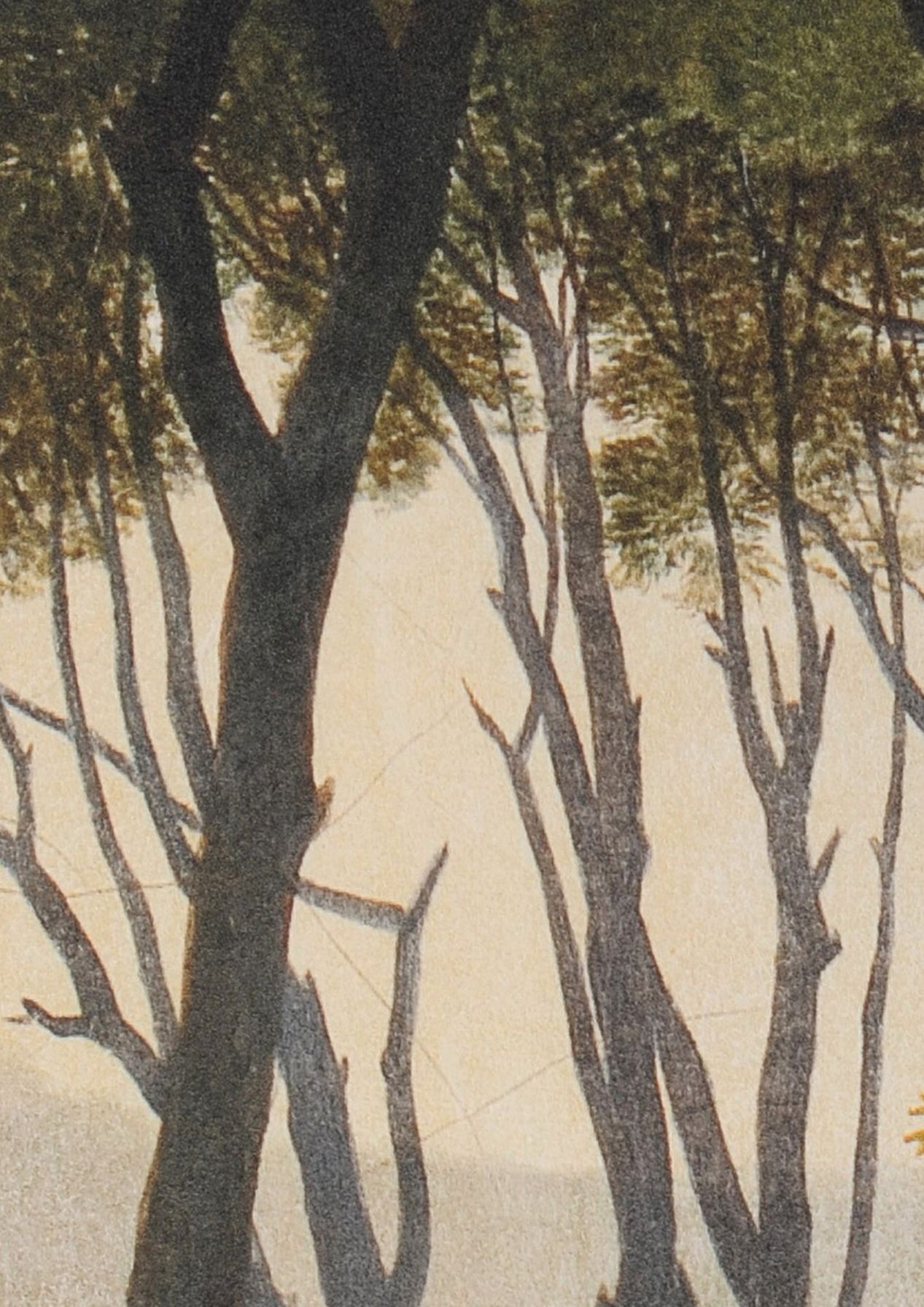 Pine Trees