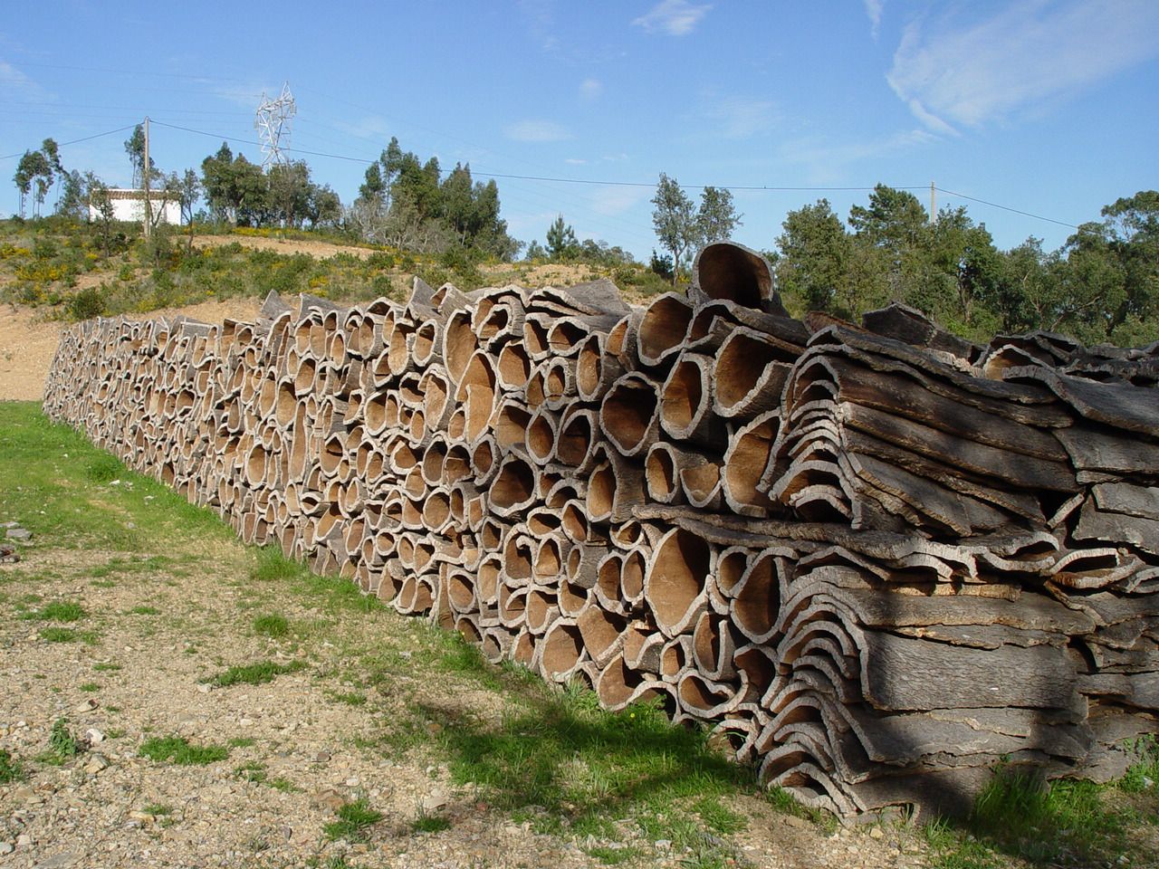 Carta-da-parati-Quercia-sughero