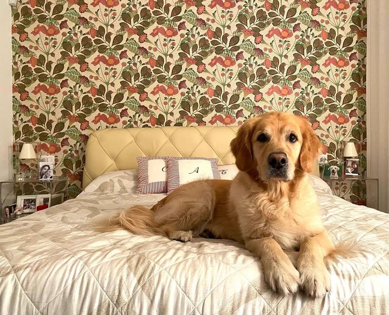 Wettbewerb #CartaDaParatiDegliAnni70 \n.\n.\n#GoldenRetriever #Design #Inneneinrichtung #Cane #Golde