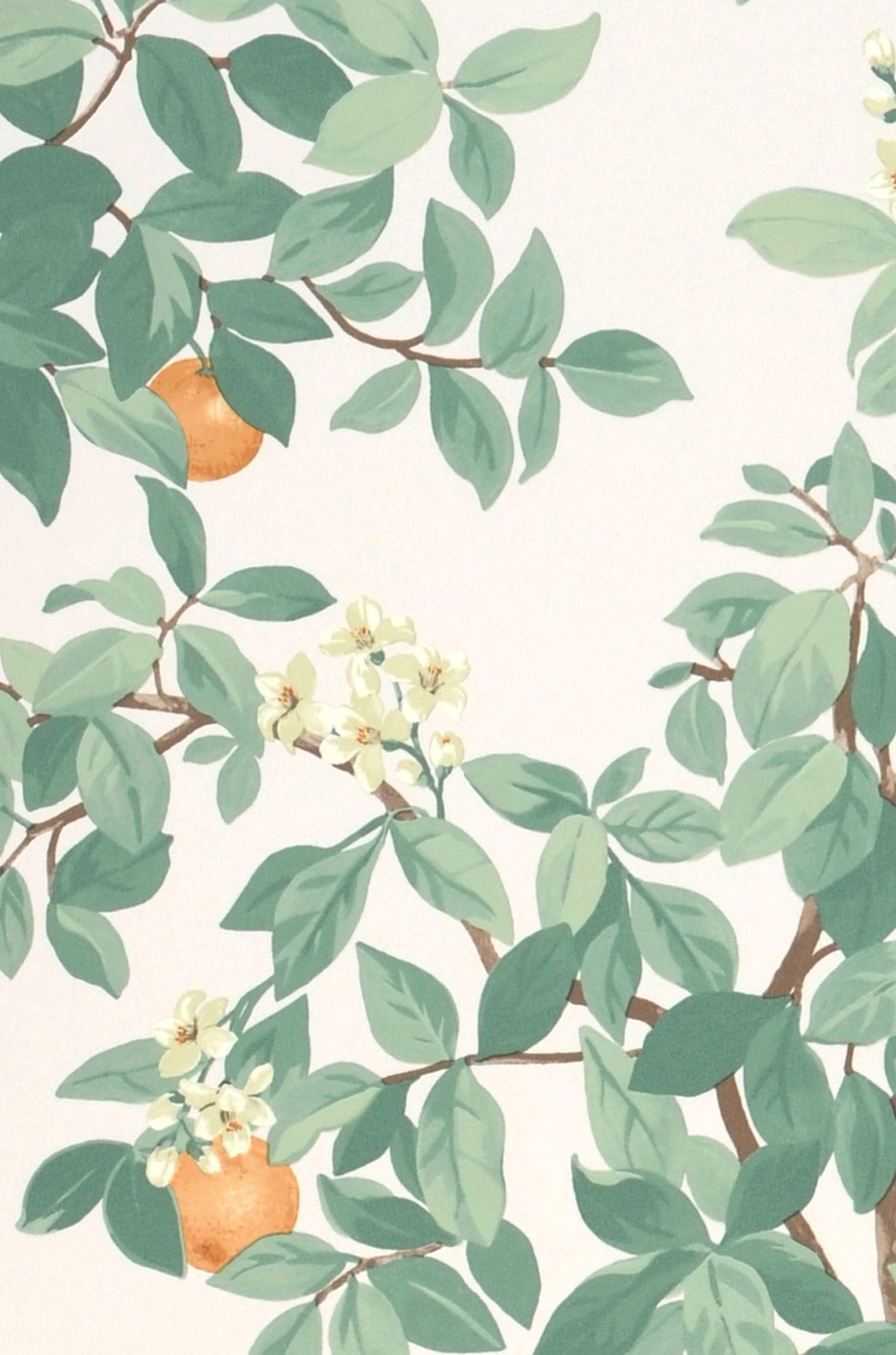 Orange Grove