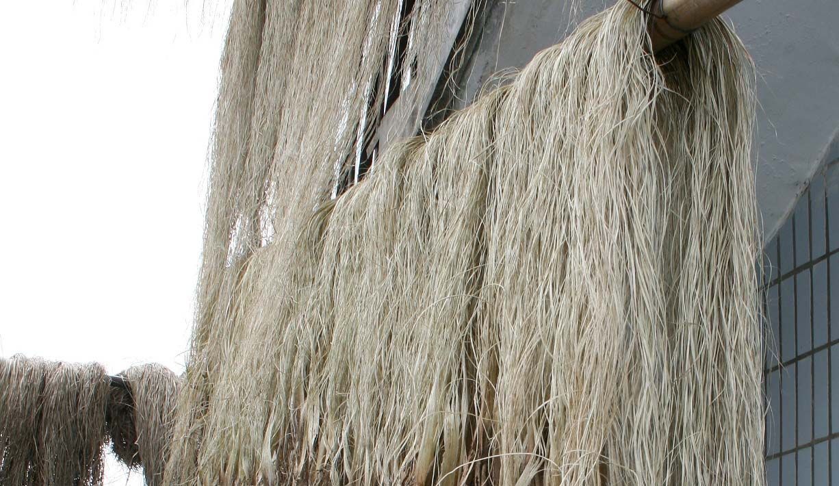 Grasscloth-Fasern-trocknen