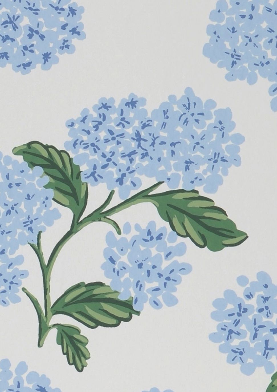 Hydrangea