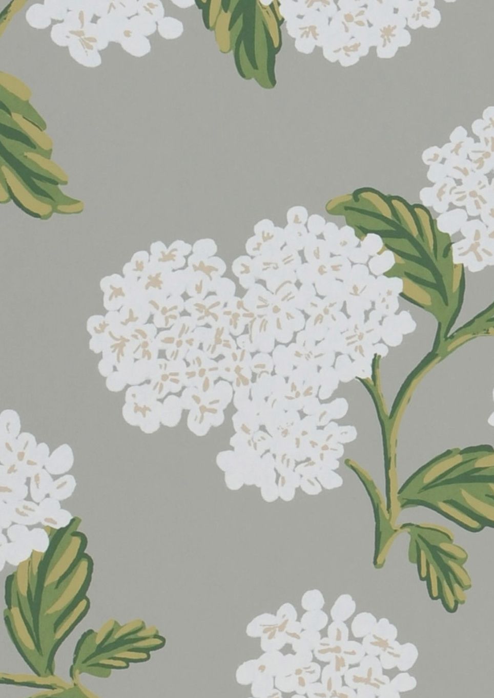 Hydrangea