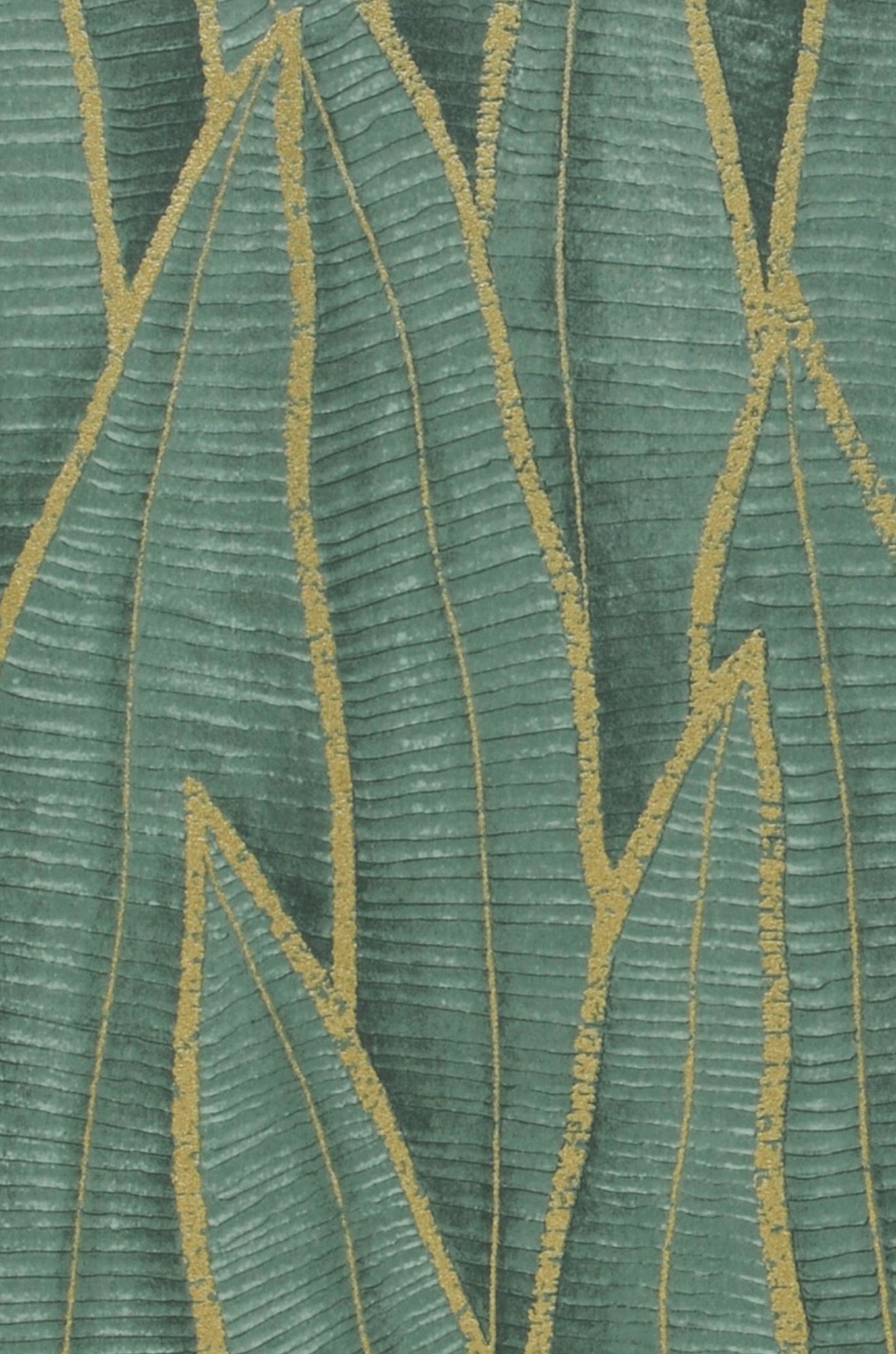Sansevieria Jungle