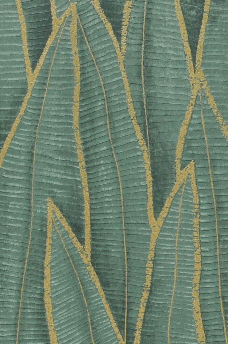 Sansevieria Jungle