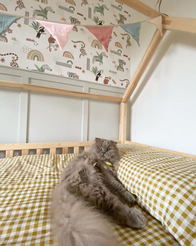 ?: Ach, ist das nicht mein Bett?! \n.\n.\n.\n#monellamia#masha#lapiubelladelreame#iloveyou#cat#cats_