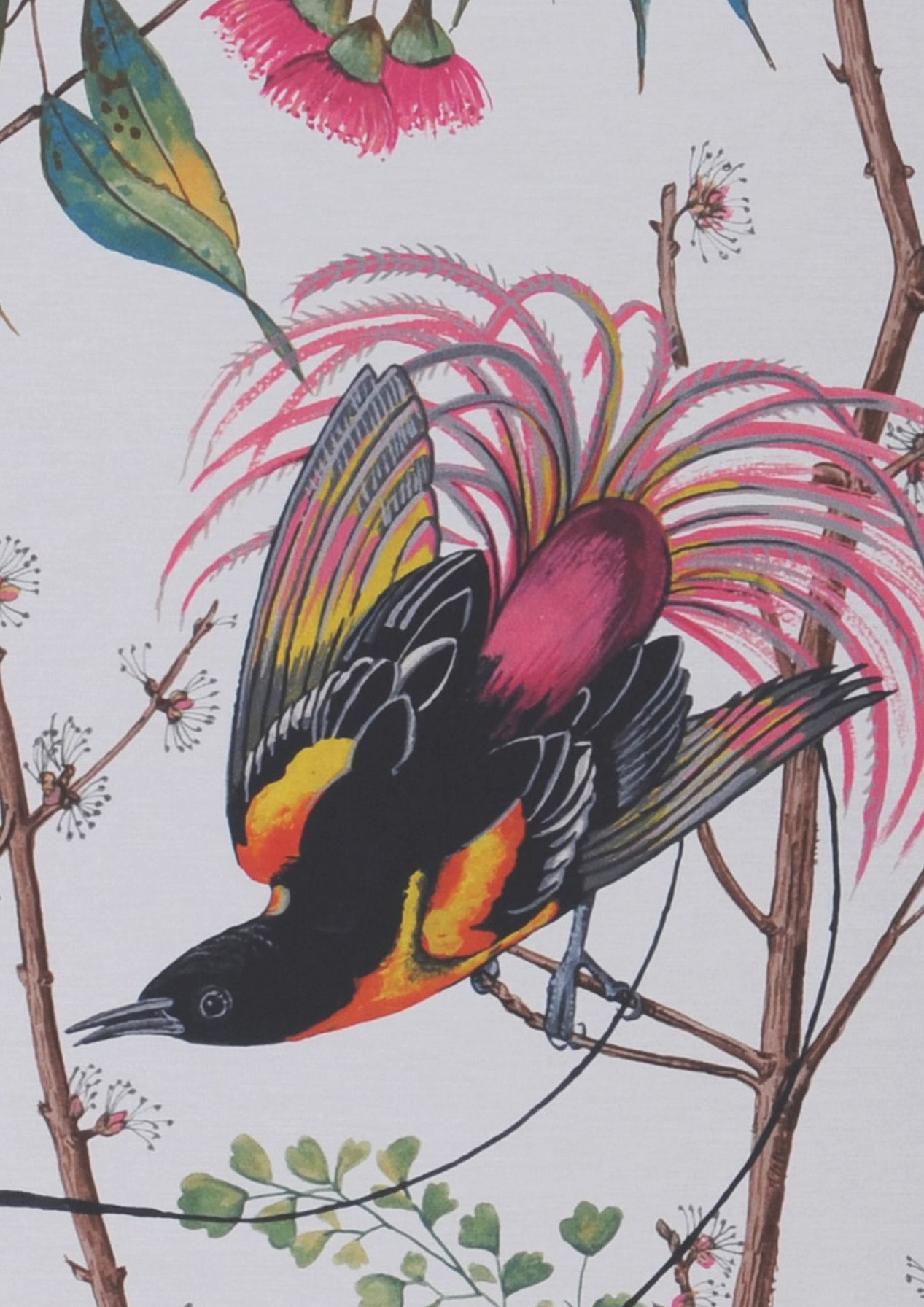 Motley Birds