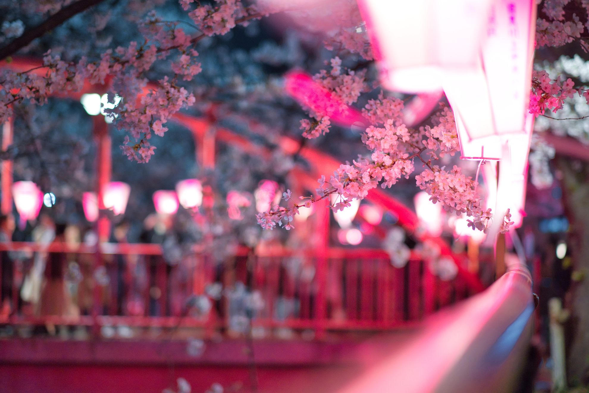 Hanami – Tapeten mit Kirschblüten Design