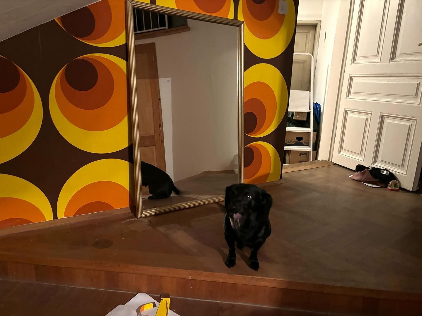 #wallpapertender70er #vintagestyle #wallpaper #stylishdog