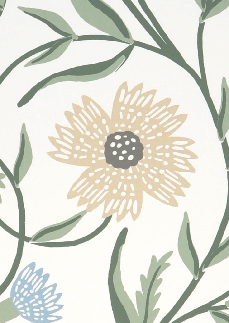 Aster