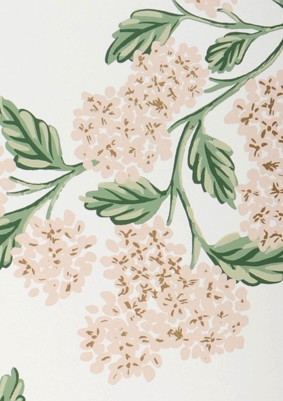 Hydrangea