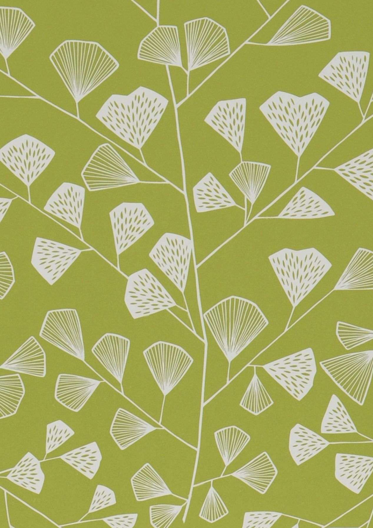 Fern