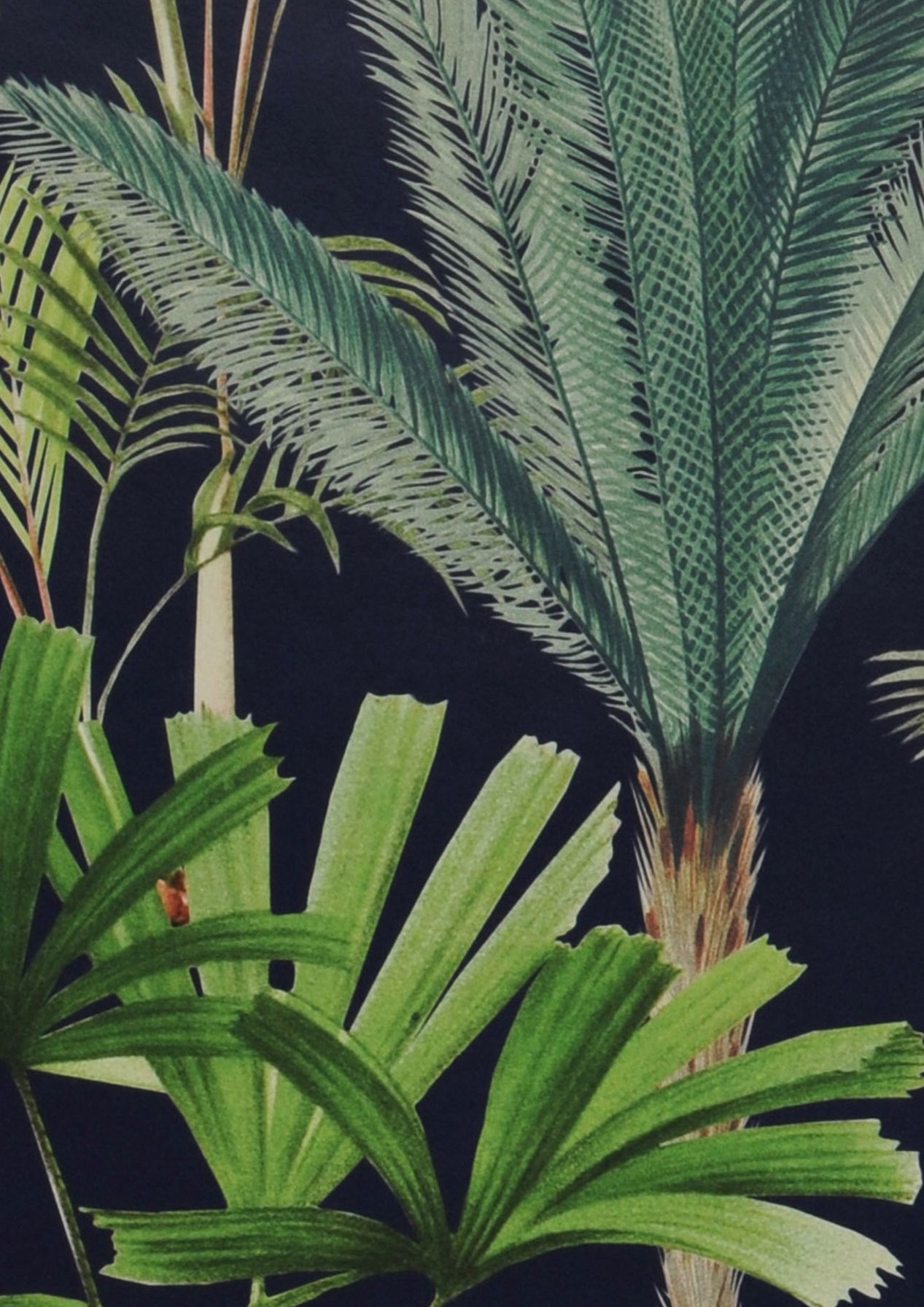 Palmeras