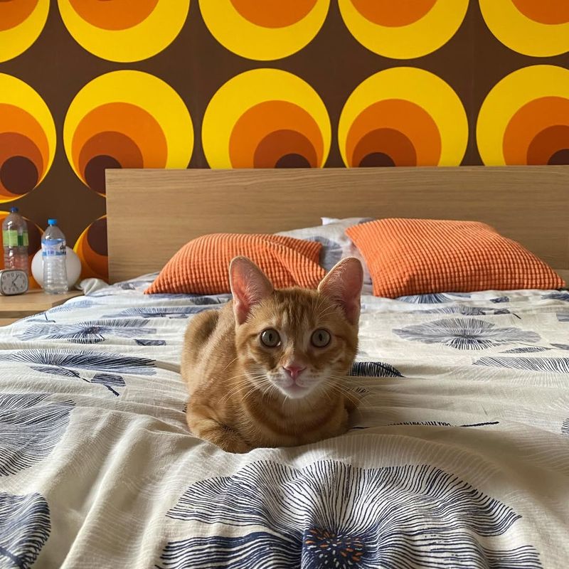 Meine Liebe meiner Liebe ❤️Sushi❤️ #Jahr70 #Tapete #Tapeteder70er #Katze #Kätzchen #roteKatze