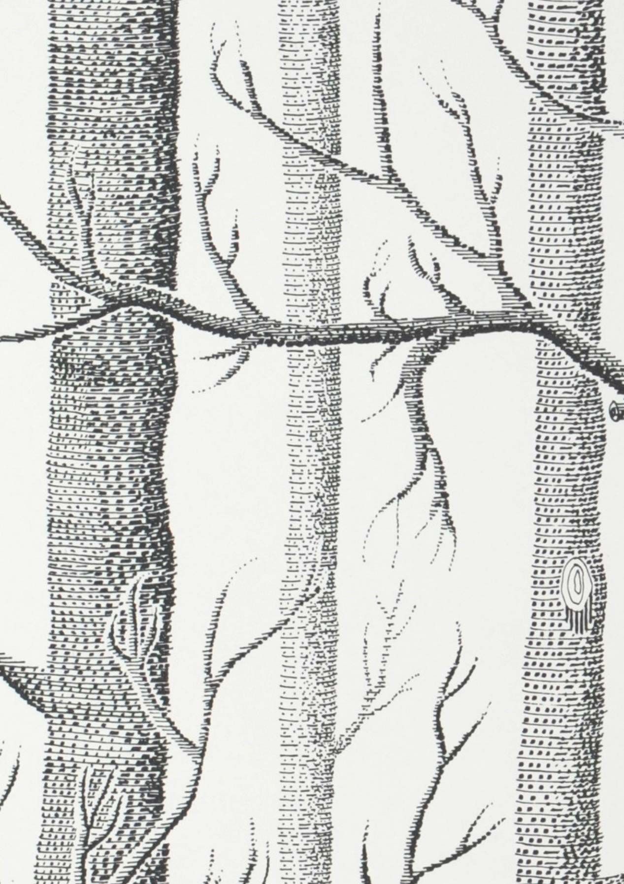 Birch Forest