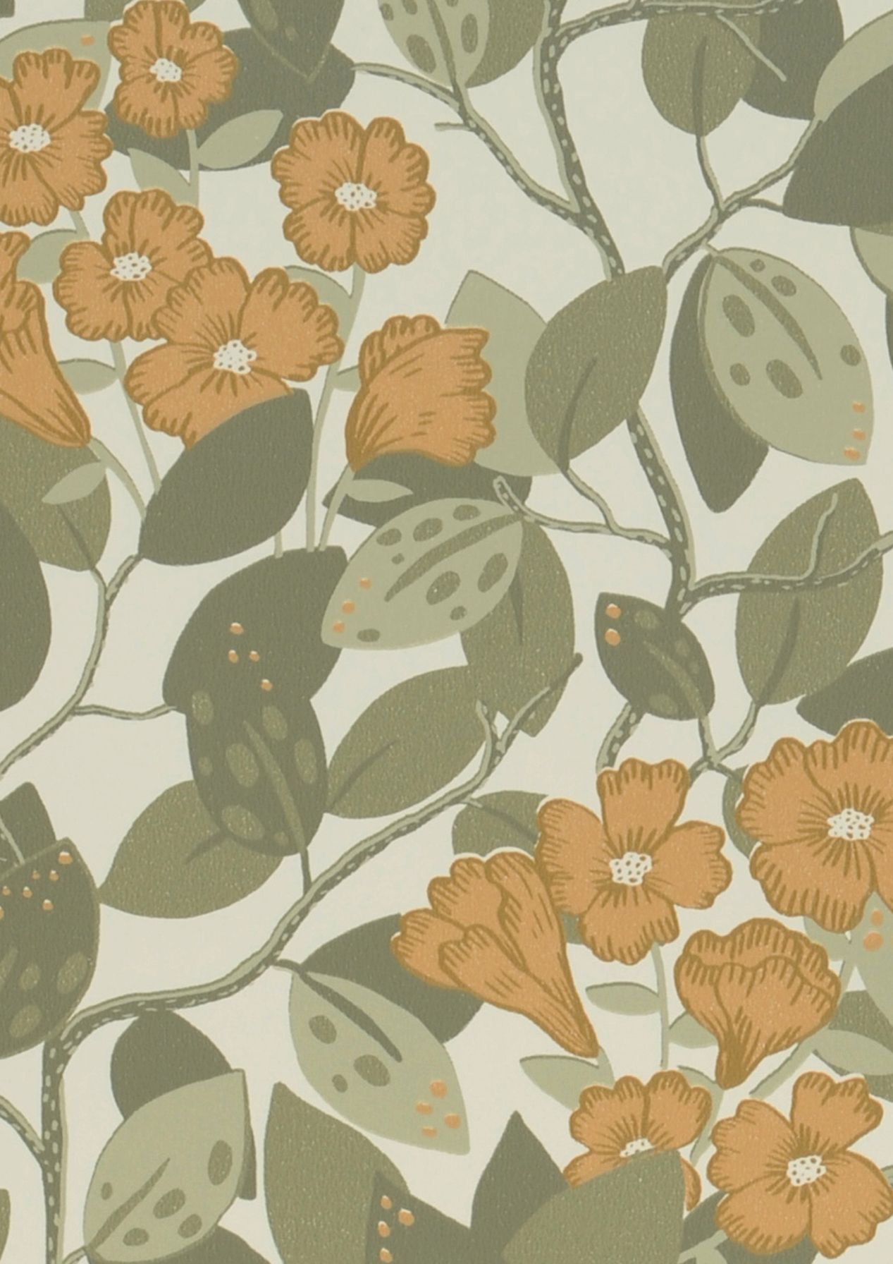 Hedera