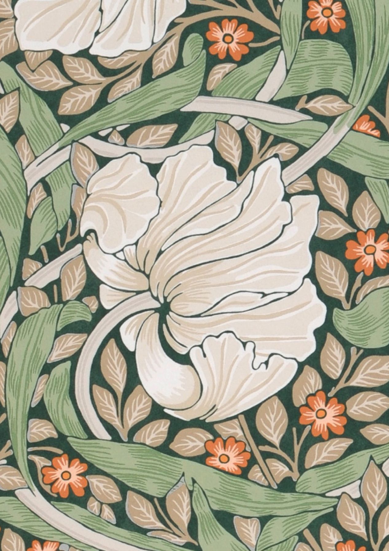 Pimpernel