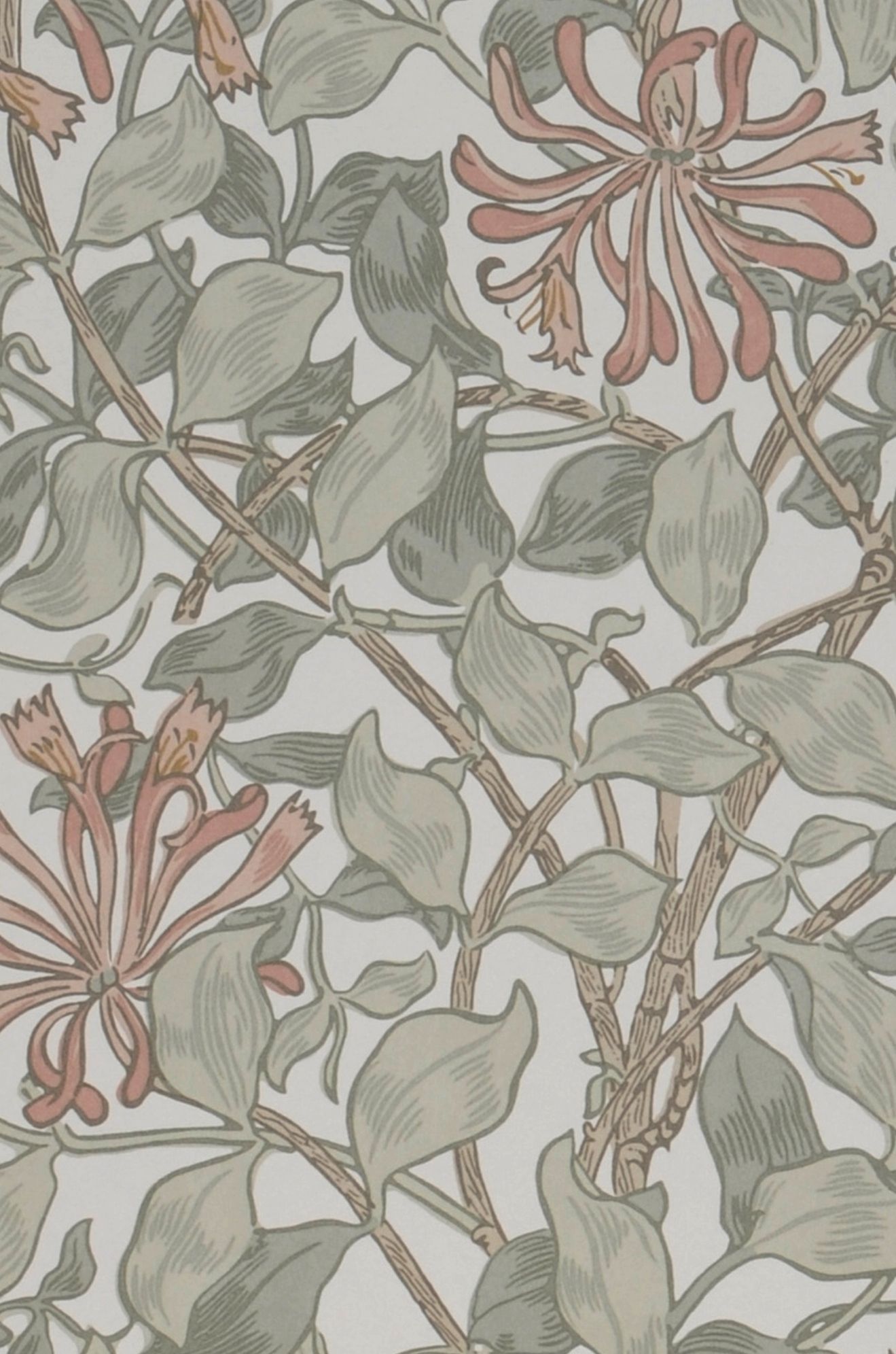 Honeysuckle Neo