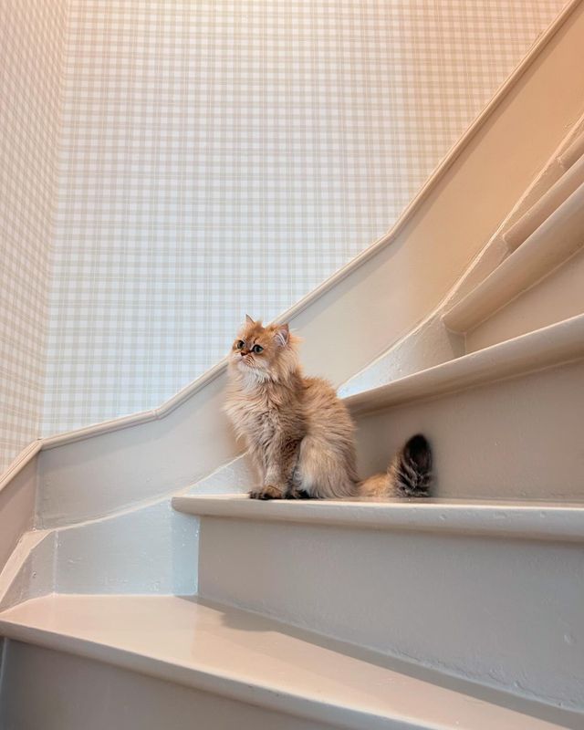 Wenn die kleine Katze zur Tapete passt?? #papierpeintdesannees70 #papierint #vichy #beige #deco #cag