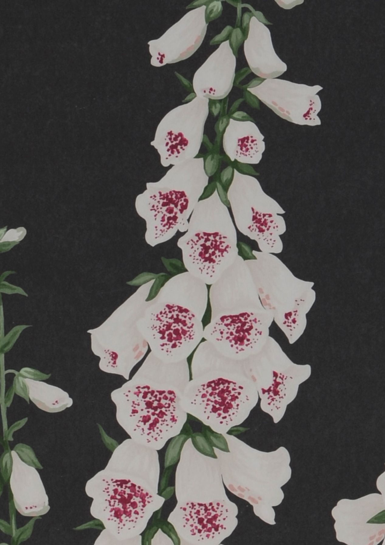 Moonlit Foxglove