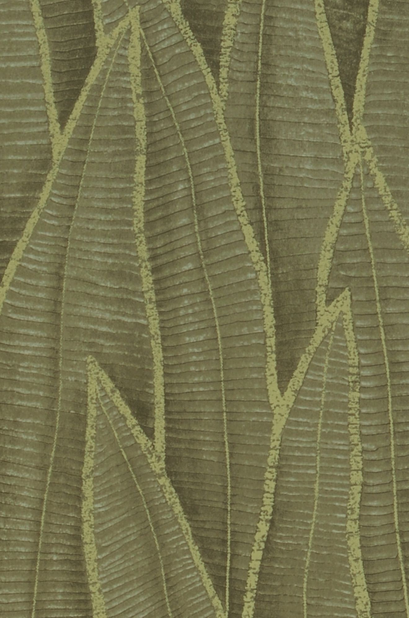 Sansevieria Jungle