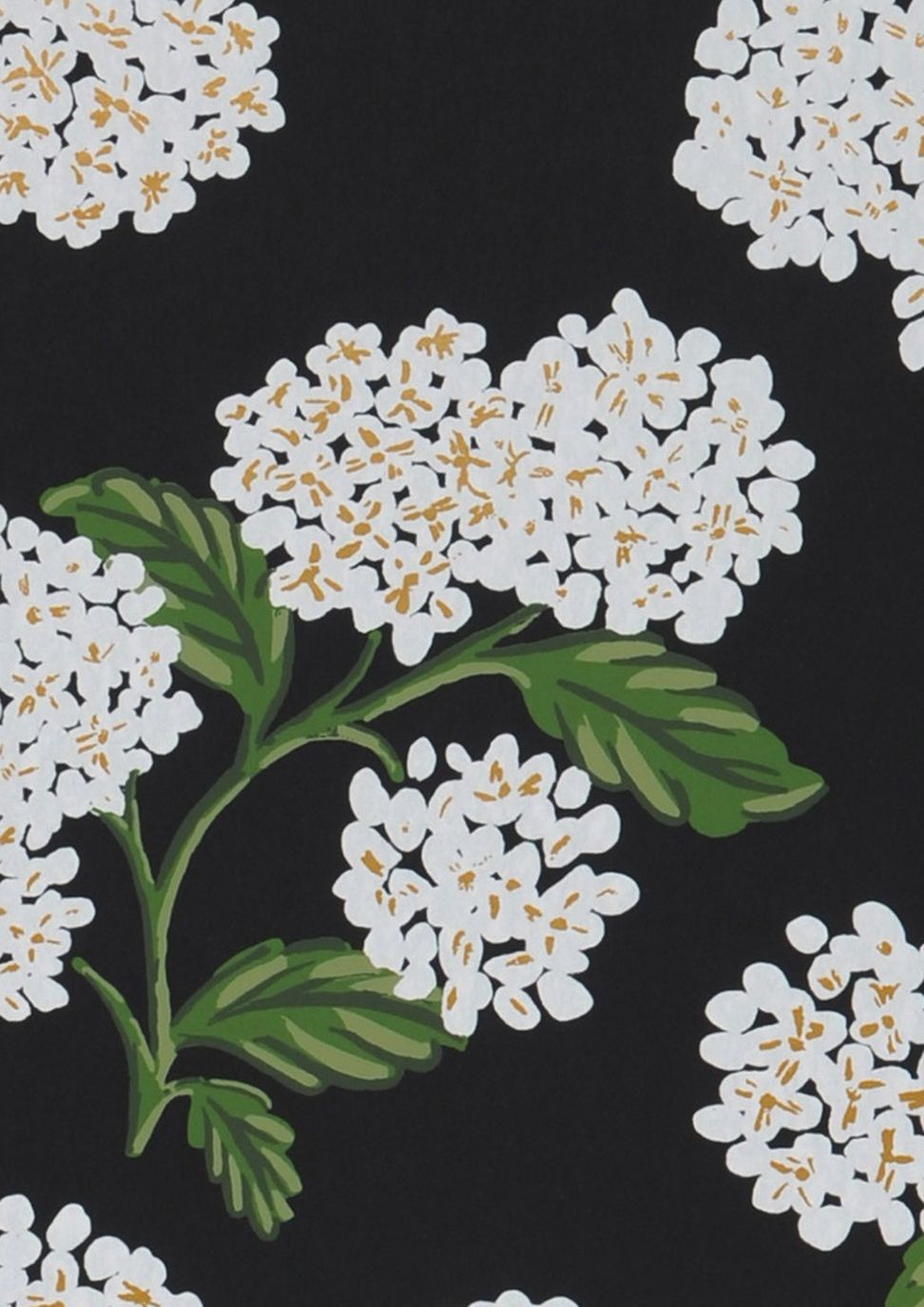 Hydrangea