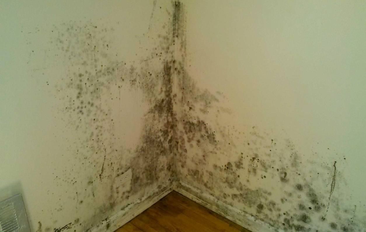 Tapete-Schimmel-an-der-Wand