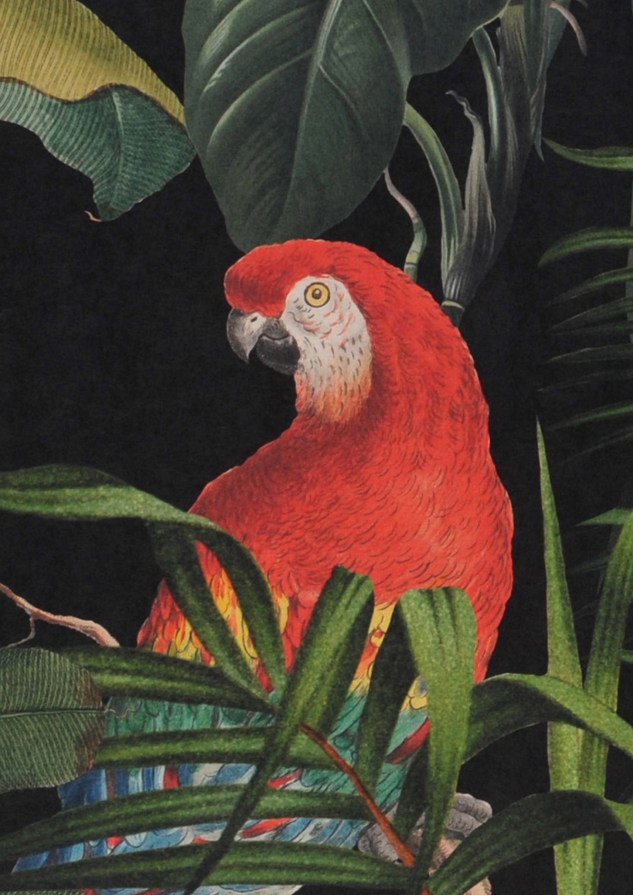 Carta da parati Mindthegap Parrots of Brasil