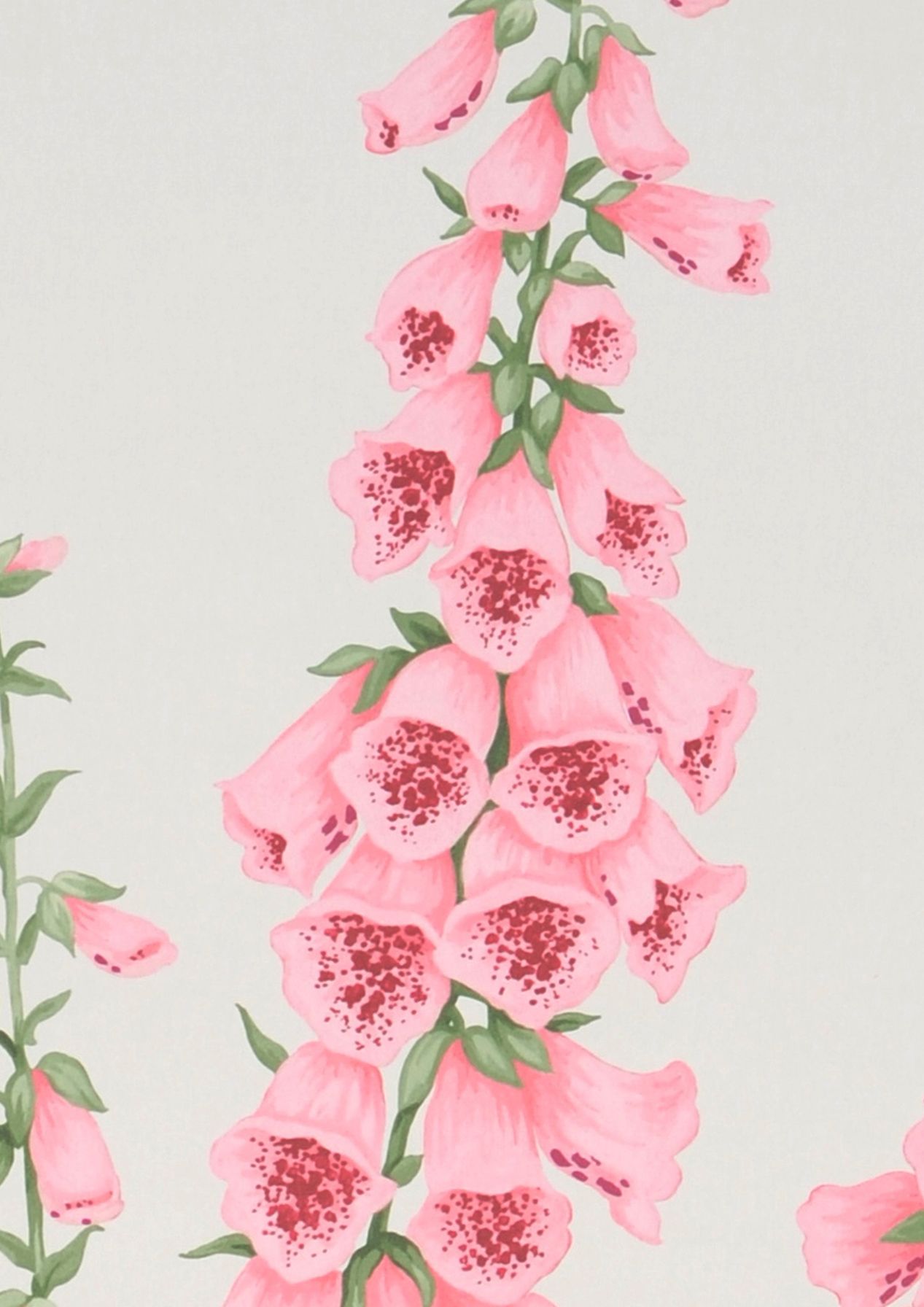 Moonlit Foxglove