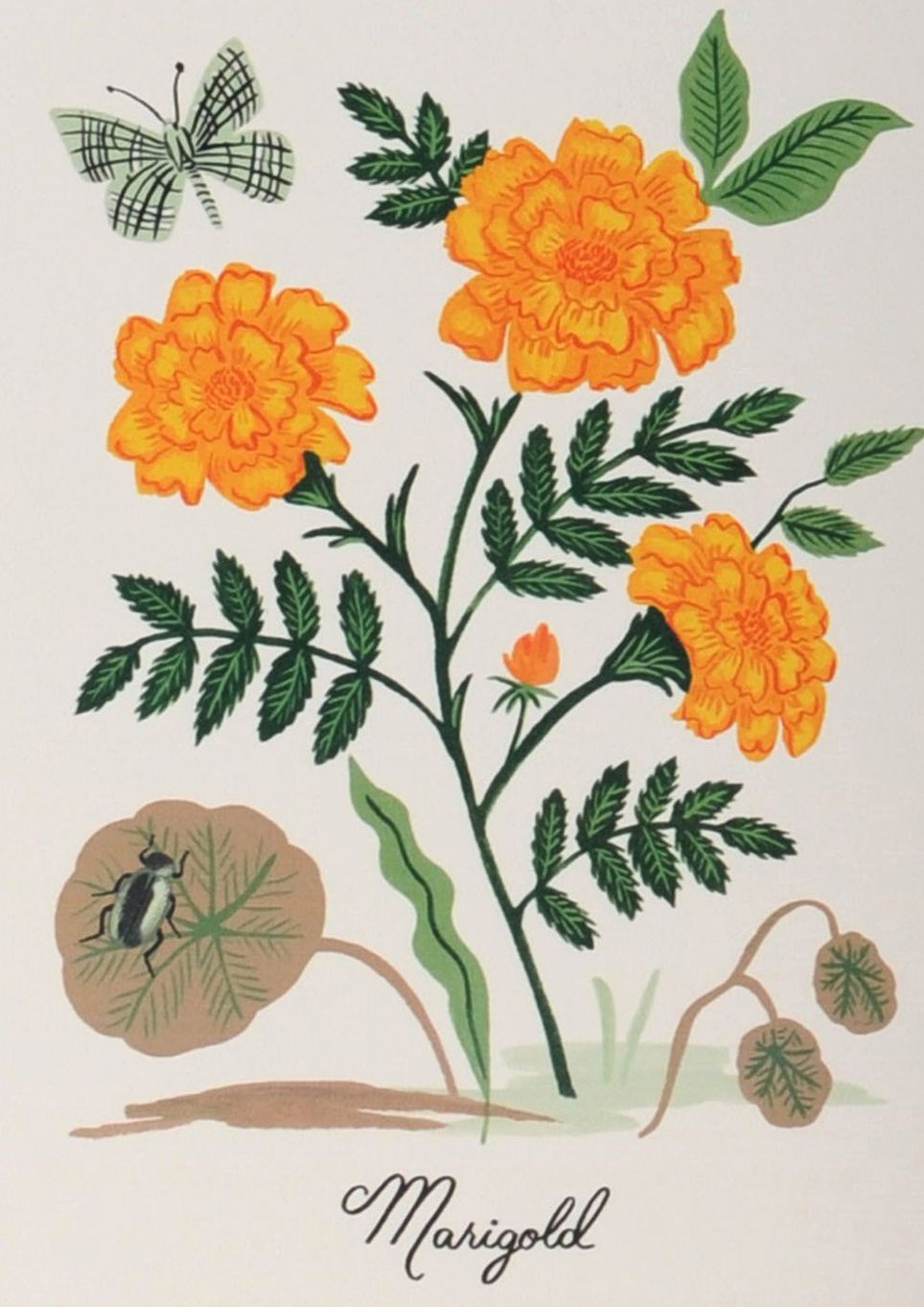 Botanical Prints